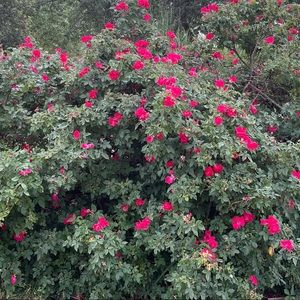 Meet your Posher, Miles